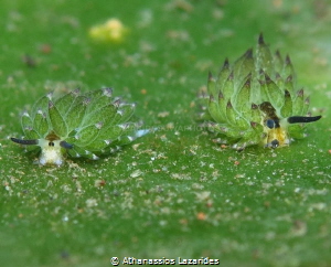Costasiella spp by Athanassios Lazarides 